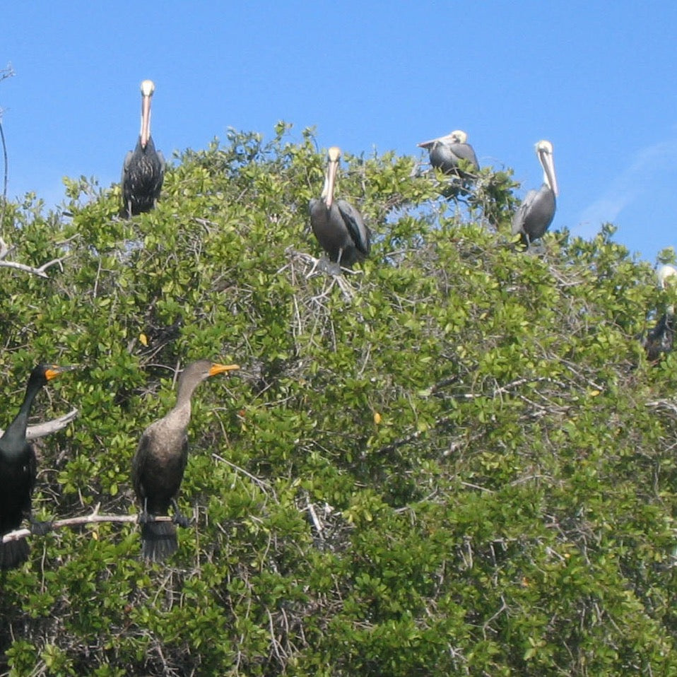 Tour del Manglar en Lancha 3 Horas - Atitlan Guatemala