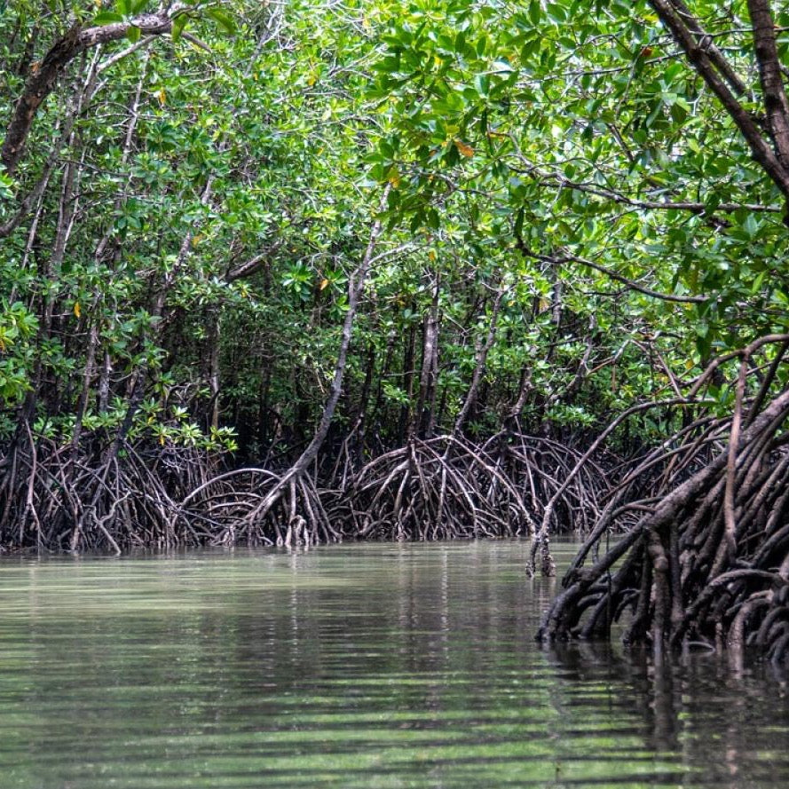 Tour del Manglar en Lancha 1.5 Horas - Atitlan Guatemala